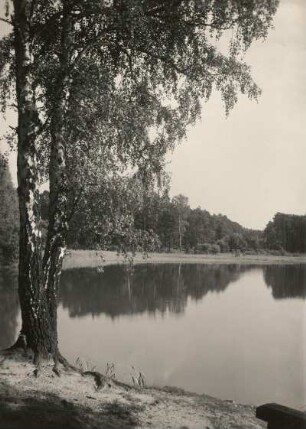 Moritzburger Teichgebiet. Uferlandschaft. Stimmungsbild mit Birke