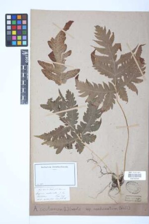 Aspidium cicutarium (L.) Sw.