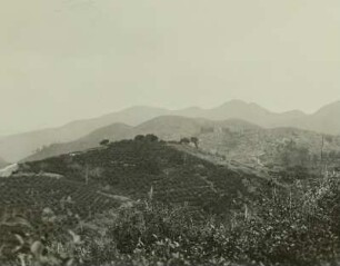 China. Berglandschaft bei Hang-Tschou (Hangzhou) südlich der Jangtse-Mündung. Teeplantagen und Teegüter abseits der Dörfer