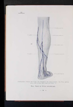 Crus, Nervi et Venae subcutaneae.