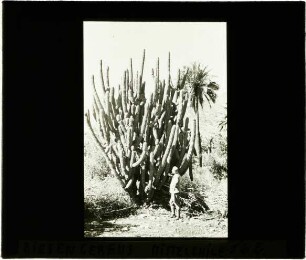 Cereus