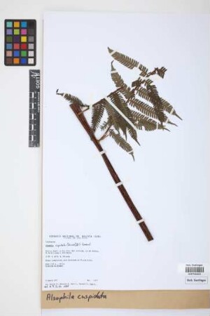 Alsophila cuspidata (Kunze) D.S.Conant