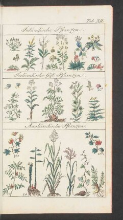 Tafel XII. Inländische Pflanzen. Inländische Gift Pflanzen. [...]