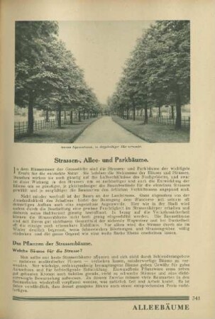 Strassen-, Allee- und Parkbäume