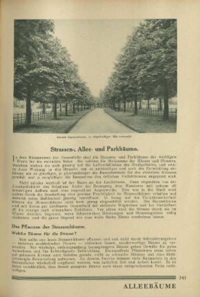 Strassen-, Allee- und Parkbäume