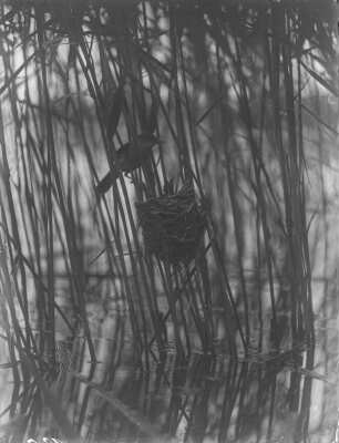 Drosselrohrsänger : Drosselrohrsänger (Acrocephalus arundinaceus) am Nest.