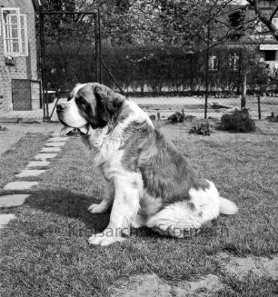 Bernhardinerzucht Heldt: Siegerhund "Astor vom Heldenhof" auf Rasen: hinten links Wohnhaus Zwinger: hinten Zaun und Hecke: dahinter Gebäude