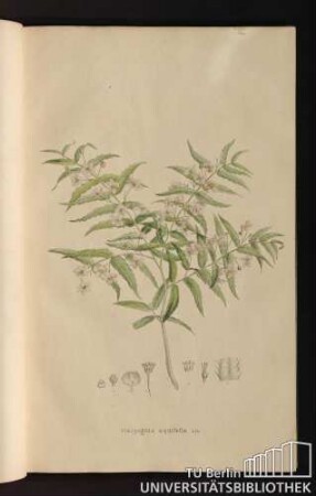 [Tab. 19.] Malpighia aquifolia Lin.