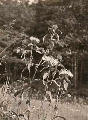 Perücken-Flockenblume (Centaurea phrygia subsp. pseudophrygia)