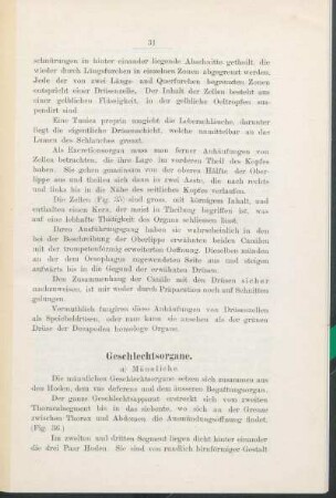 Geschlechtsorgane.