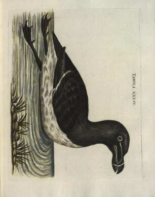 Tabvla. XXXIV.