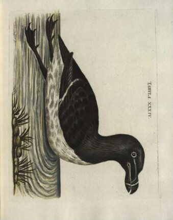 Tabvla. XXXIV.
