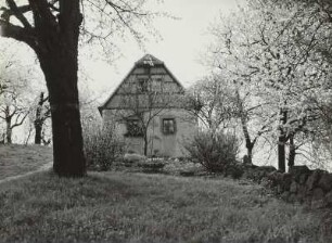 Cossebaude, Baumblüte