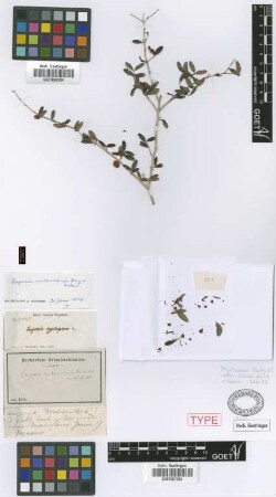 Eugenia cyphophloea Griseb.