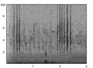 Erlenzeisig | Carduelis spinus - Gesang, Ruf, agonistischer Laut