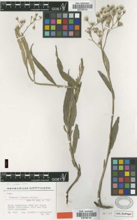 Vernonia immunis Griseb. [type]