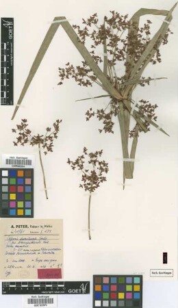 Cyperus dereilema Steud. var. brevispiculosus Kük.[type]