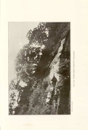 Plate CLIV. Sacred grove ...