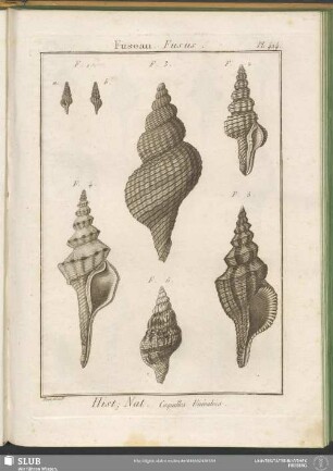Pl. 424. Fuseau. Fusus