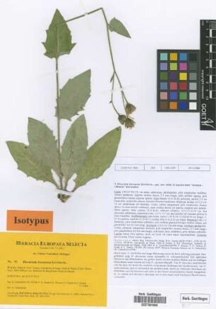 Hieracium duronense Gottschl. [isotype]