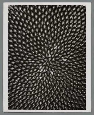 Sonnenblume, Blütenboden mit Samen (Helianthus annuus)