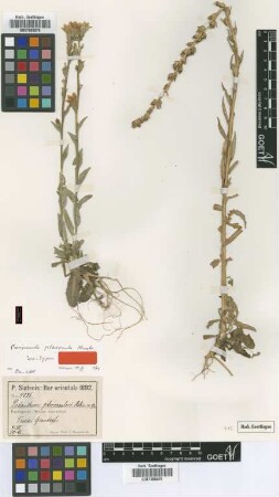 Campanula pterocaula Hausskn. [isotype]