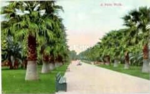 Palmenallee in Kalifornien