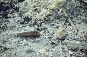 Berlin, Schlossgarten Charlottenburg, Umgebung Karpfenteich, Sanierungsarbeiten am Karpfenteich im Frühjahr 1980, östliche Spundwand von Westen.