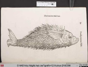 Haerinaceus marinus.