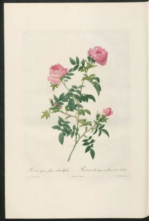 Rosa sepium flore submultiplici. Rosier des hayes à fleurs semi doubles. Eug. Talbeaux sculp.