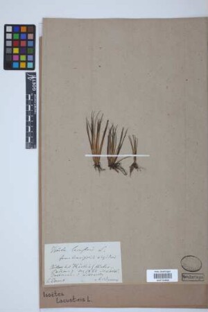 Isoetes lacustris L.