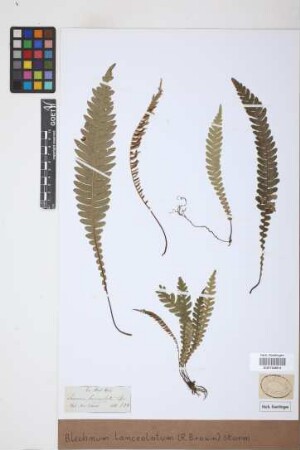 Blechnum lanceolatum (R.Br.) J.W.Sturm