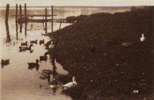 Schwimmende Enten