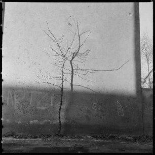 Kahles Bäumchen vor Hauswand. SW-Foto, Dezember 1989 © Kurt Schwarz.