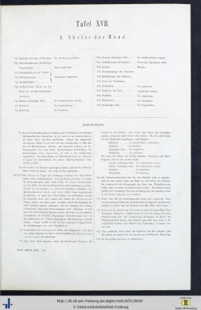 Tafel XVII. A Skelet der Hand.