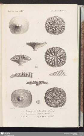 Pl. 646