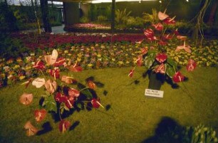 Freiburg: Stadthalle, Blumen- und Gartenausstellung, Blumenarrangements in der Stadthalle