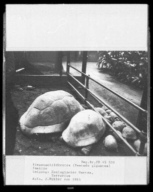 Riesenschildkröten-Familie im Freigehege