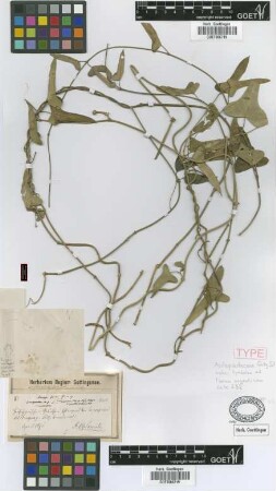 Araujia fusca Griseb. [syntype]