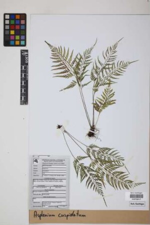 Asplenium cuspidatum Lam.