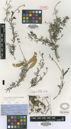 Caesalpinia exilifolia Griseb. [holotype]