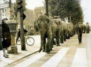 Die Elefanten des Zirkus Althoff auf dem Kurfürstendamm