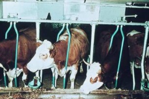 Fotografie: Stallsystem, Milchviehhaltung, Anbindestall, Futtertisch, Tränkebecken, Anbindevorrichtung