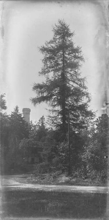 Lärche : Rochlitzer Berg, Lärche (Larix decidua) mit Friedrich-August-Turm im Hintergrund.
