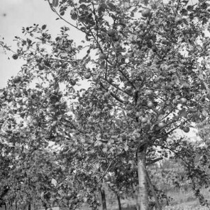 Apfelbaum