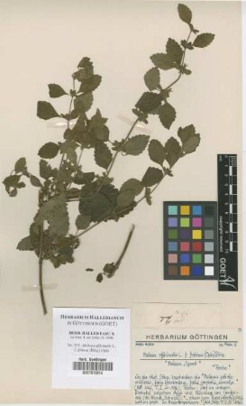 Melissa officinalis L. f. foliosa (Briq.) Opiz