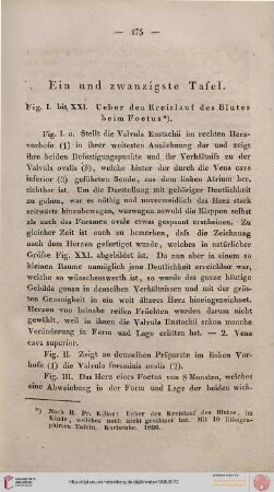 Ein und zwanzigste Tafel [Blutkreislauf beim Foetus]