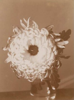 Chrysantheme