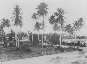Cocos nucifera, Kamerun : Kamerun. Kokospalmen