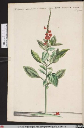 VERBENA AMERICANA VERONICAE FOLIIS, FLORE COCCINEO SPICATO.